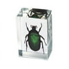 Ed Speldy East PW112 Real Bug Paperweight Regular-small-Green Chafer beetle