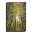 thumbnail image 1 of Luxe Metal Art 'Autumn Foliage Sunburst III' by Alan Majchrowicz,Metal Wall Art, 24"x36", 1 of 7