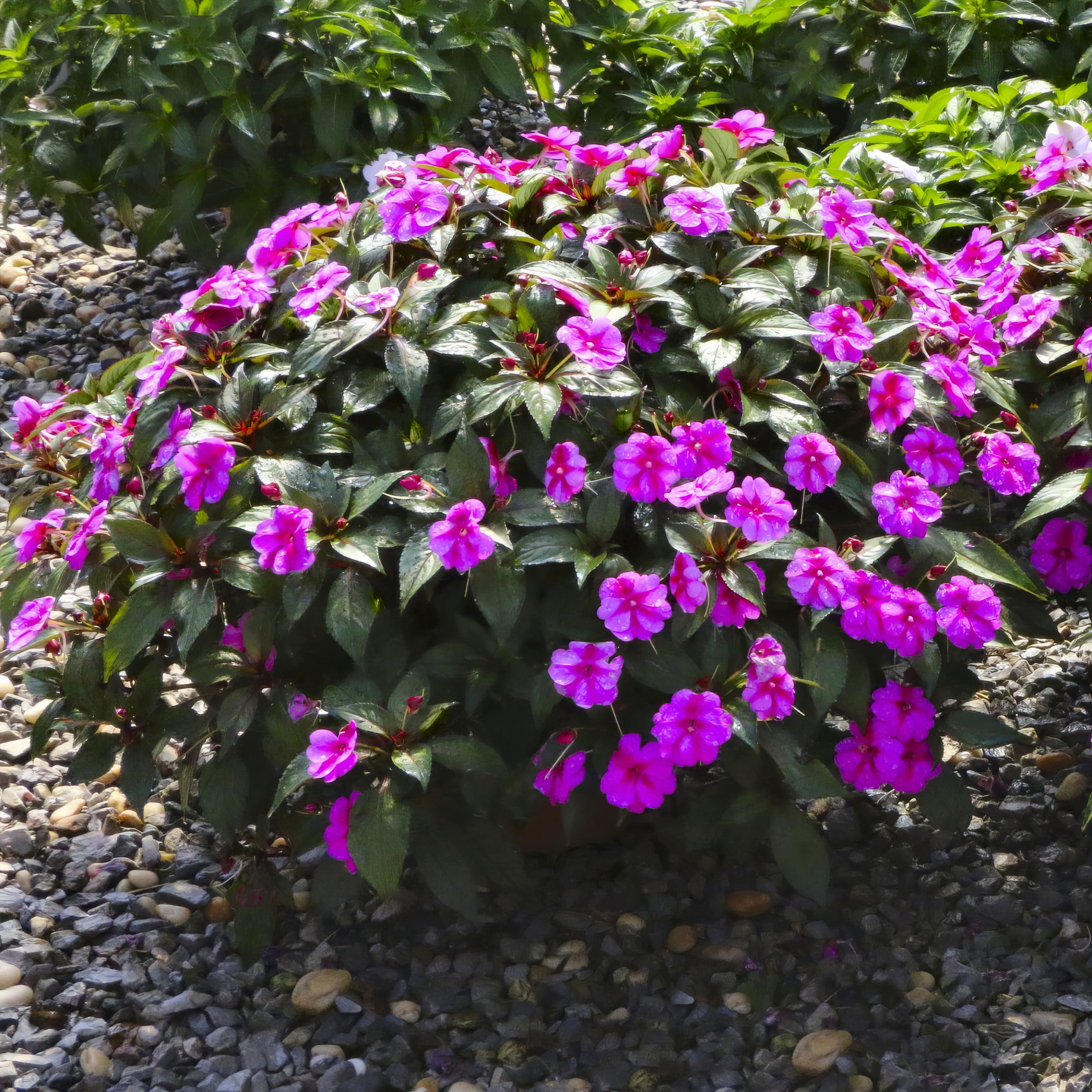 2.5 in. Impatiens Candylicious SunPatiens Collection (3-Pack)