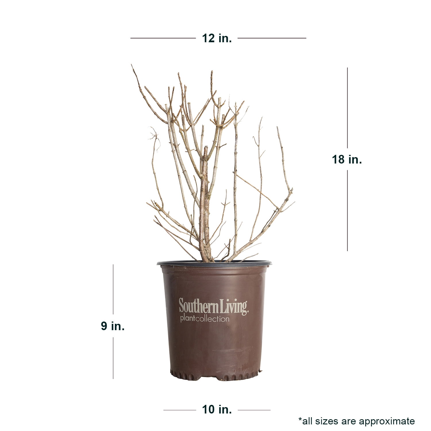 Southern Living Moon Dance Paniculata Hydrangea Live Shrub in 2-Gallon Grower Pot
