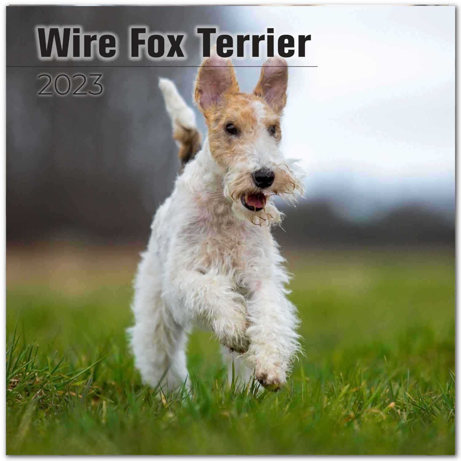 Fox Terrier Wire Haired Dog Breed Premium Wall Calendar 2022