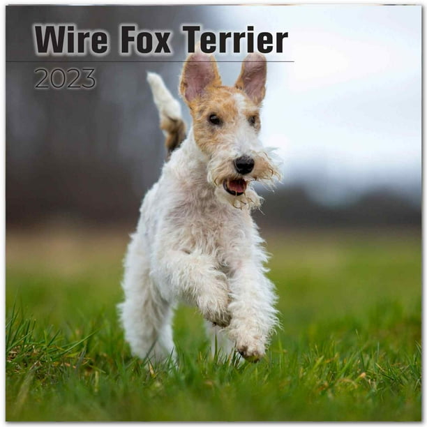 2022 2023 Wire Fox Terrier Calendar Dog Breed Monthly Wall Calendar
