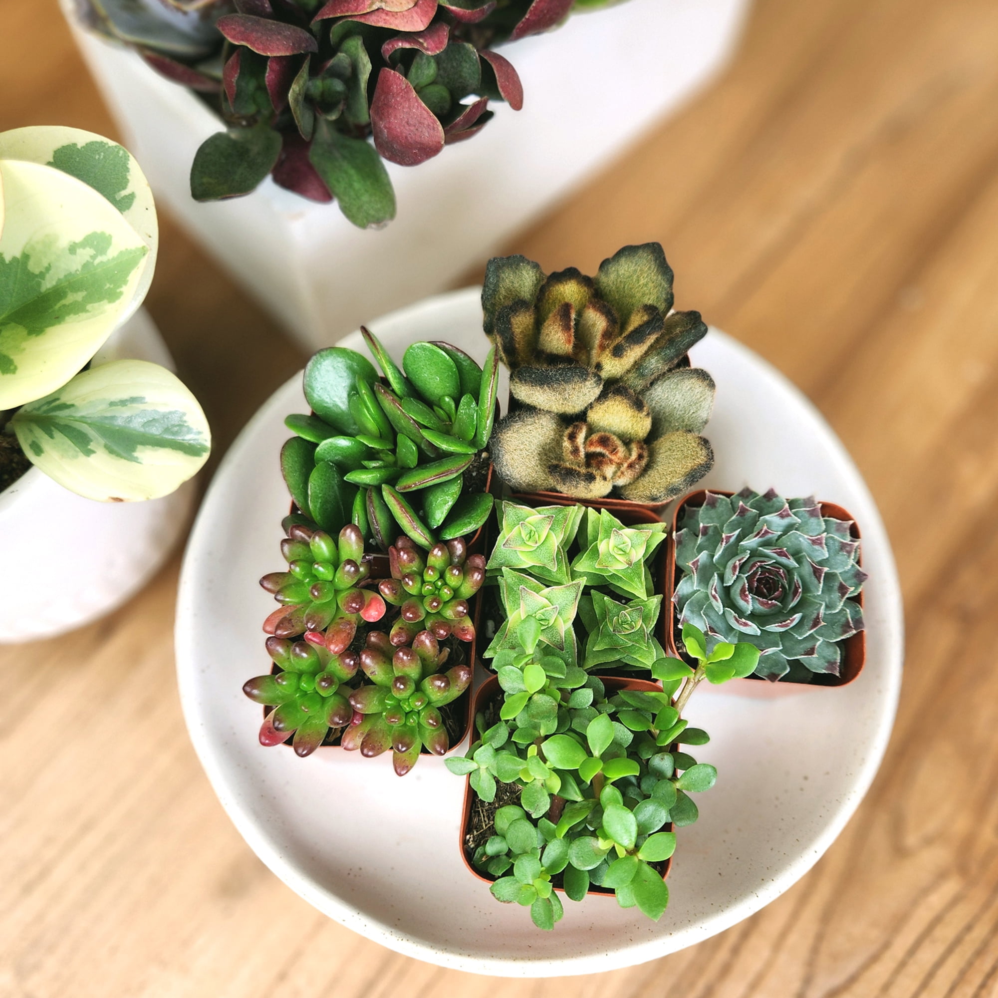 Element by Altman Plants Multicolor Succulent, Live Indoor House Plants  with Grower Pots, 2 inch, Pack of 6 - Walmart.com