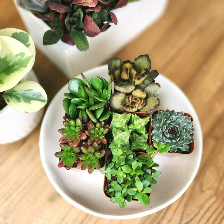 Element by Altman Plants Multicolor Succulent, Live Indoor House Plants with Grower Pots, 2 inch, Pack of 6