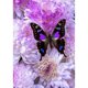 thumbnail image 1 of Taladro Pintura Diamante (DF3614) 5D DIY Completo Mariposa Punto de Cruz Kit de Mosaico (w478) 30x40cm Hugtrwg Para estrenar, 1 of 1
