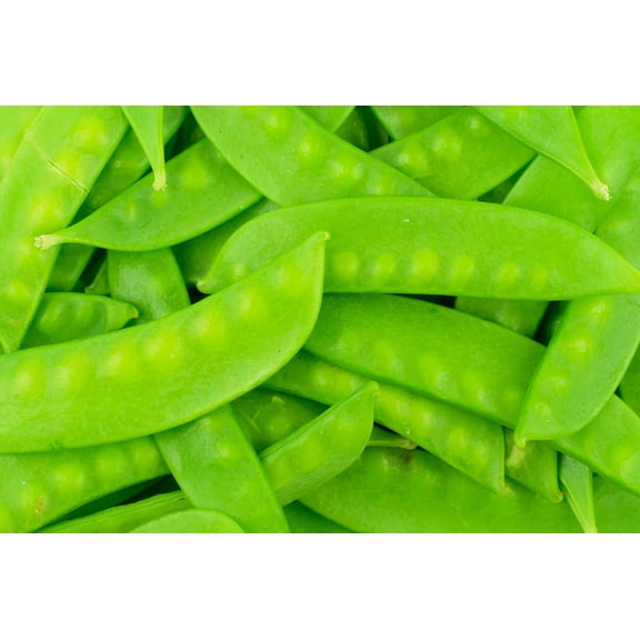Mammoth Melting Sugar Pod Snow Pea Garden Seeds - 100 Seeds ~ Non-GMO, Heirloom Vegetable Gardening & Microgreens Seeds