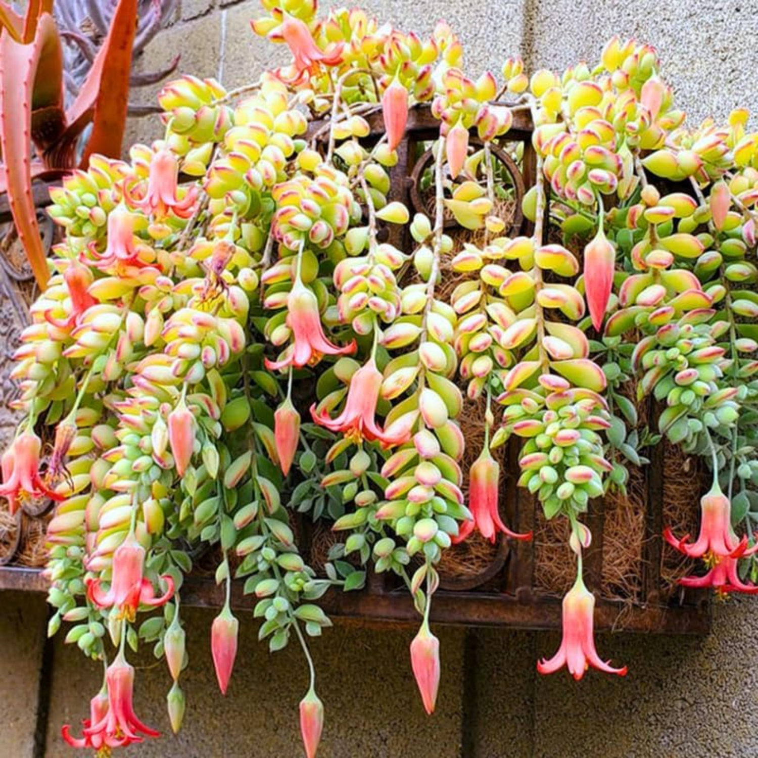 Cotyledon Pendens Succulent Live Plant, Trailing Succulent Plant Live Houseplant in 2 Inch Pot, Small Succulent Live Plant
