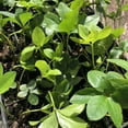 thumbnail image 4 of 3 Live Hellebore Plants - Mixed Lenten Rose / Hellebore in 2 Inch Pots - Perennial, Winter-Blooming - Great for Cut Flowers - Helleborus x hybridis, 4 of 6