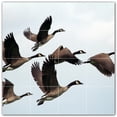 thumbnail image 1 of Picture-Tiles.com: Bird Ceramic Tile Wall Mural WAL500148-44XL. 48"W x 48"H using (16) 12" x 12" Ceramic Tiles-Satin Finish, 1 of 3