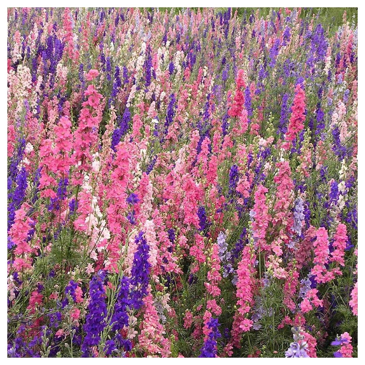 Everwilde Farms - 1 lb Imperial Mixed Rocket Larkspur Garden Flower Seeds - Gold Vault Bulk Seed Packet