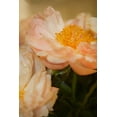 thumbnail image 2 of Millet, Karyn 23x32 White Modern Wood Framed Museum Art Print Titled - Peach Peonies II, 2 of 4