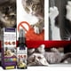 thumbnail image 2 of No Chew Spray For Dogs Pet Corrector Anti Chew Spray Anti Chew Training, 2 of 5