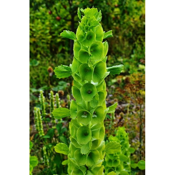 50 Bells of Ireland Flower Seeds - Excellent for Cut Flower Display, Grow The Luck of The Irish
