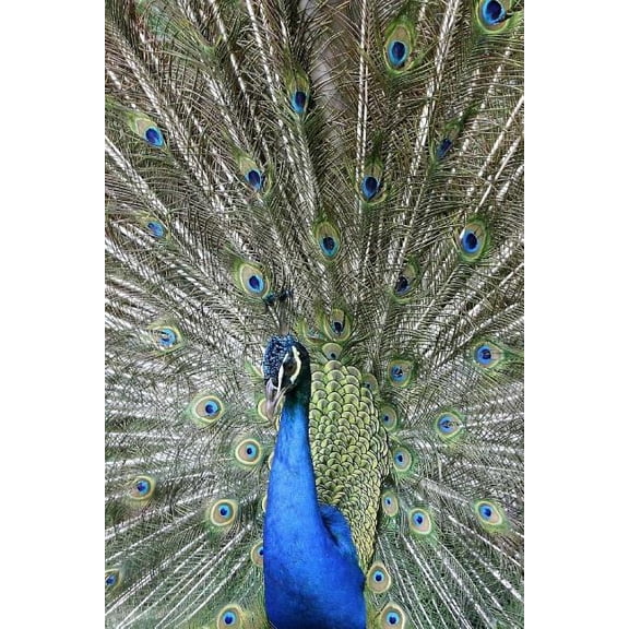 Peacock And Its Perfect Plumage Notebook (Paperback)