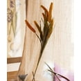thumbnail image 4 of Artificial Millet Stem 37" Tall, 4 of 8