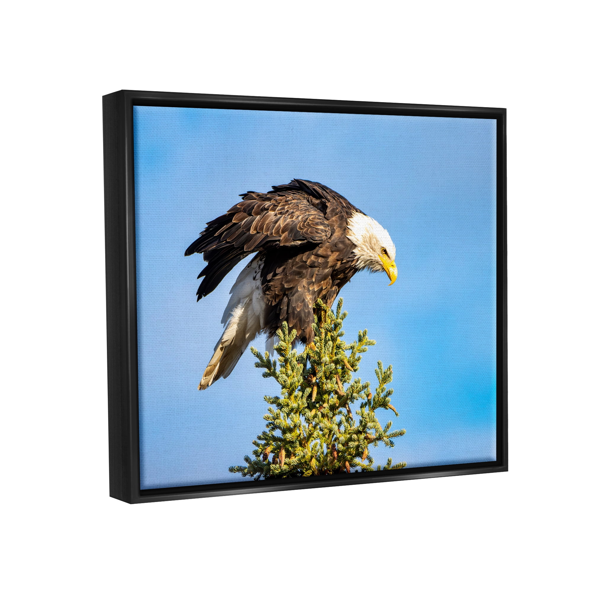 Stupell Industries Perched Eagle Photography Animals & Insects Photography Black Floater Framed Canvas Art Print Wall Art, 31 x 25