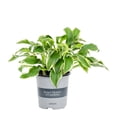 thumbnail image 2 of Better Homes & Gardens 2.5QT Multicolor Hosta Live Plant Grower Pot Shade, 2 of 6