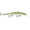 Yellow Perch, variant on Rapala Rip Stop 12 Jerkbait Fishing Lure 4.75" 9/16oz Silver