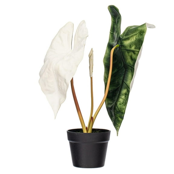 26" Green Alocasia Sanderiana Potted