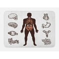 thumbnail image 1 of Anatomy Bath Mat, Human Body with Internal Organs Sketch Health Biology Man Physiology, Plush Bathroom Decor Mat with Non Slip Backing, 29.5" X 17.5", Dark Brown White, by Ambesonne, 1 of 2