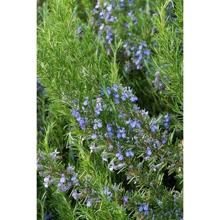 Tuscan Blue Rosemary Plant - Inside or Out - Easy to Grow - 4