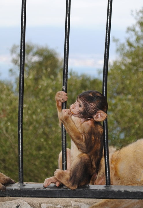 Rock Gibraltar Baby Monkey England Spain-12 Inch BY 18 ...