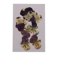 thumbnail image 2 of 10 Piezas de Flores Secas Prensadas de Pensamiento Seco, Flores Secas para Manualidades Y Decoración Floral., 2 of 9