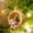 J, variant on PATLOLLAV Animal Ornaments Woodland Animal Hanging Ornament Rustic Forest Cute Dog Cow Sheep Fox Pig Bird Sleeping Christmas Hanging Decoration for Christmas Tree Keychain Backpack Home