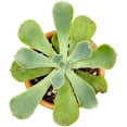 thumbnail image 4 of Halloween Spooky Succulent Pack - 8 Succulents, 4 of 8