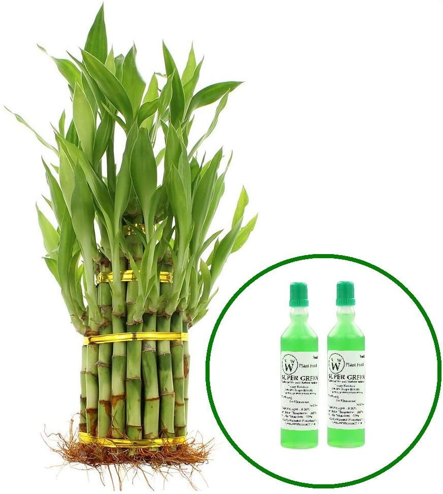 Live Lucky Bamboo Plant 3 Tier Tower with 2 Bottles of Lucky Bamboo
