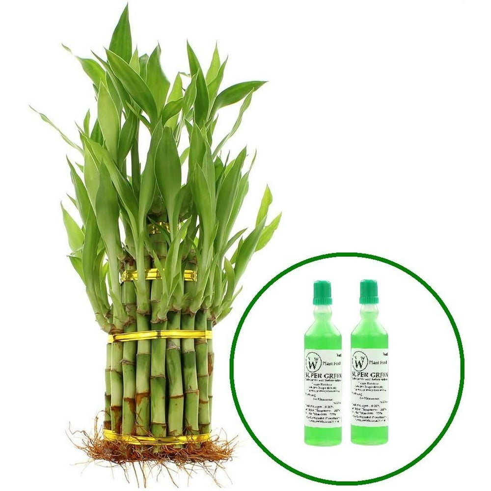 Live Lucky Bamboo Plant 3 Tier Tower with 2 Bottles of Lucky Bamboo