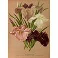 thumbnail image 3 of Arentine H. Arendsen 11x14 Black Modern Framed Museum Art Print Titled - Iris Kaempferi. was (1872-1881), 3 of 5