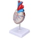 thumbnail image 4 of Modelo de órgano cardíaco, modelo de corazón humano transparente, modelo de enseñanza de corazón humano, simulación de modelo de corazón, funcionalidad versátil, 4 of 8