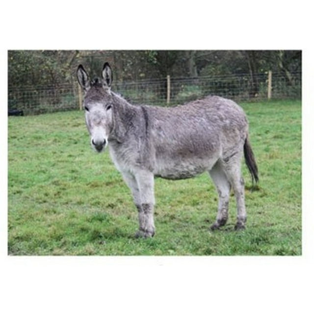 Kevin Milner Donkey Carte de Souhaits Campagne