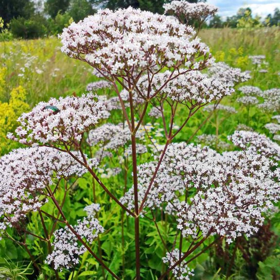 Valerian Seeds - Garden Heliotrope Herb Seed - 10000 Seeds