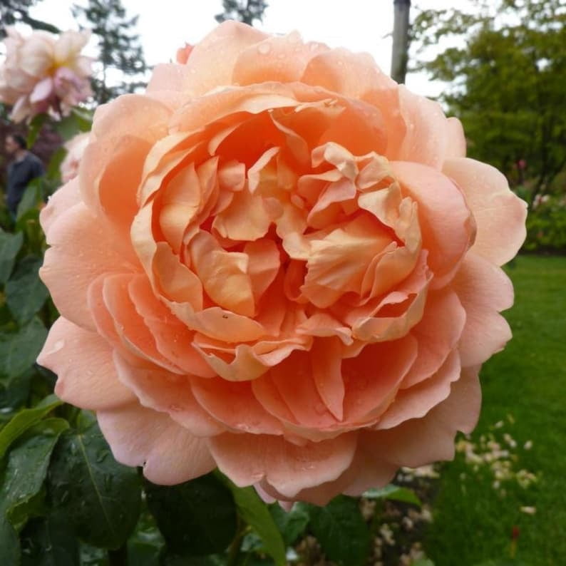 30 Seeds Polka Climbing Rose Seeds - Non- Flower Seeds for Enthusiasts