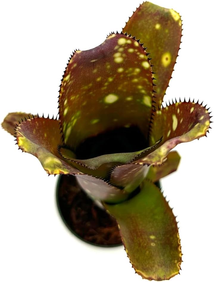 ragnaroc Live Plants 8-12" Dark Purple-Green Billbergia Aechmea Galaxy Live Plants in 4" Grower Pot