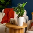 thumbnail image 4 of Plants with Benefits by Costa Farms 12" ZZ Zamioculcas House Plant in 6" Self-Watering Pot, 4 of 8