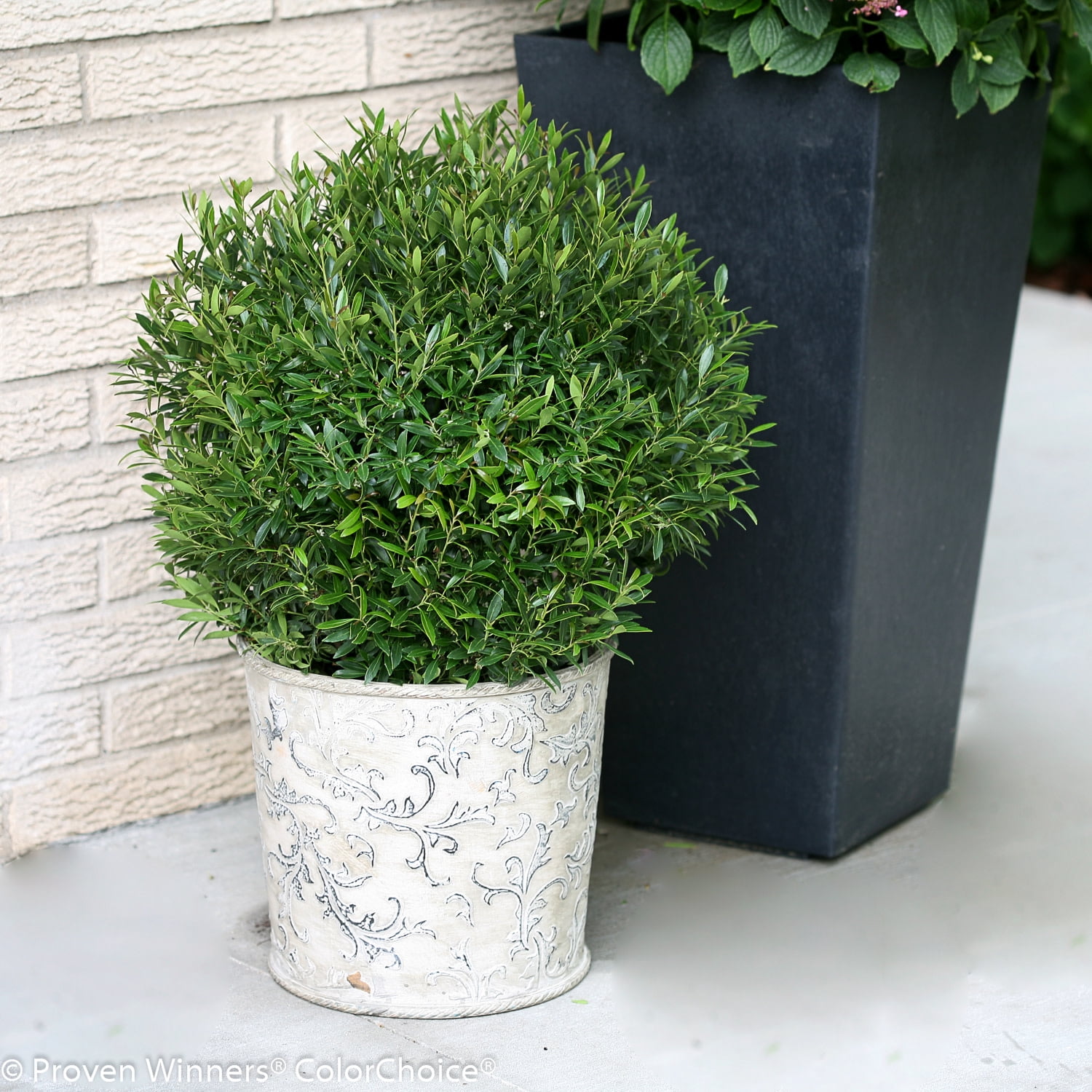 Proven Winners ColorChoice 5" Gem Box Inkberry holly Live Plant in 4.5" Pot (4 Count)