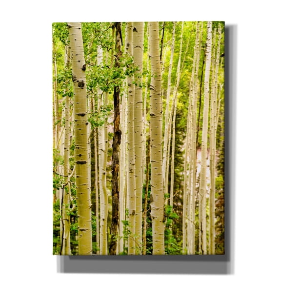 Epic Graffiti 'Spring Aspens' by Mark A Paulda, Canvas Wall Art, 40"x54"