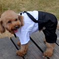 thumbnail image 5 of Qicheng Ropa para Perros Xl, Traje Elegante con Estilo Pajarita, Camisa De Esmoquin Formal con Traje De Corbata Negra (XL), 5 of 5
