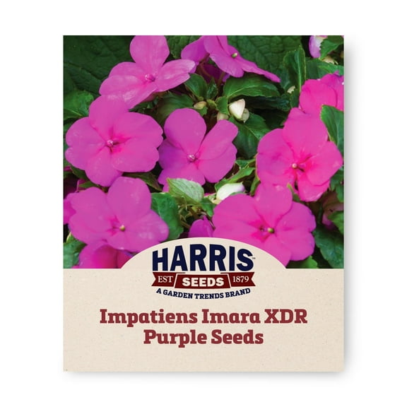 Harris Seeds - Impatiens Imara XDR Vibrant Purple Flower F1 - 250 Seeds