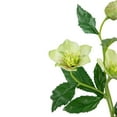 thumbnail image 6 of Allstate Helleborus Artificial Two-Tone Floral Spray - 22" - Cream and Green, 6 of 8