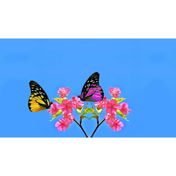 20 Cherry Blossom Bush Seeds - Sakura Seeds, Stunning Blooms