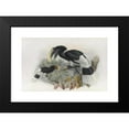thumbnail image 2 of Daniel Giraud Elliot 18x13 Black Modern Framed Museum Art Print Titled - Bycanistes Albotibialis (1882), 2 of 5