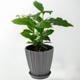 thumbnail image 4 of Pots for Plants Green Plastic Flower Pots Balcony Vegetable Garden Green Plant Pot Container with Base Home Succulent Bonsai Plant Storage Plastic Plant Pots,Water Storage Containers, 4 of 7