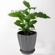 thumbnail image 5 of Fiudx Ofertas del día Macetas de plástico verde para balcón, huerto, maceta verde para plantas, contenedor con base para el hogar, almacenamiento de plantas suculentas y bonsáis, 5 of 7