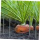 thumbnail image 5 of SOPOTUTU 10Ud Para Jardín De De Alta Calidad U En Forma Resistente Y Durable, 5 of 8