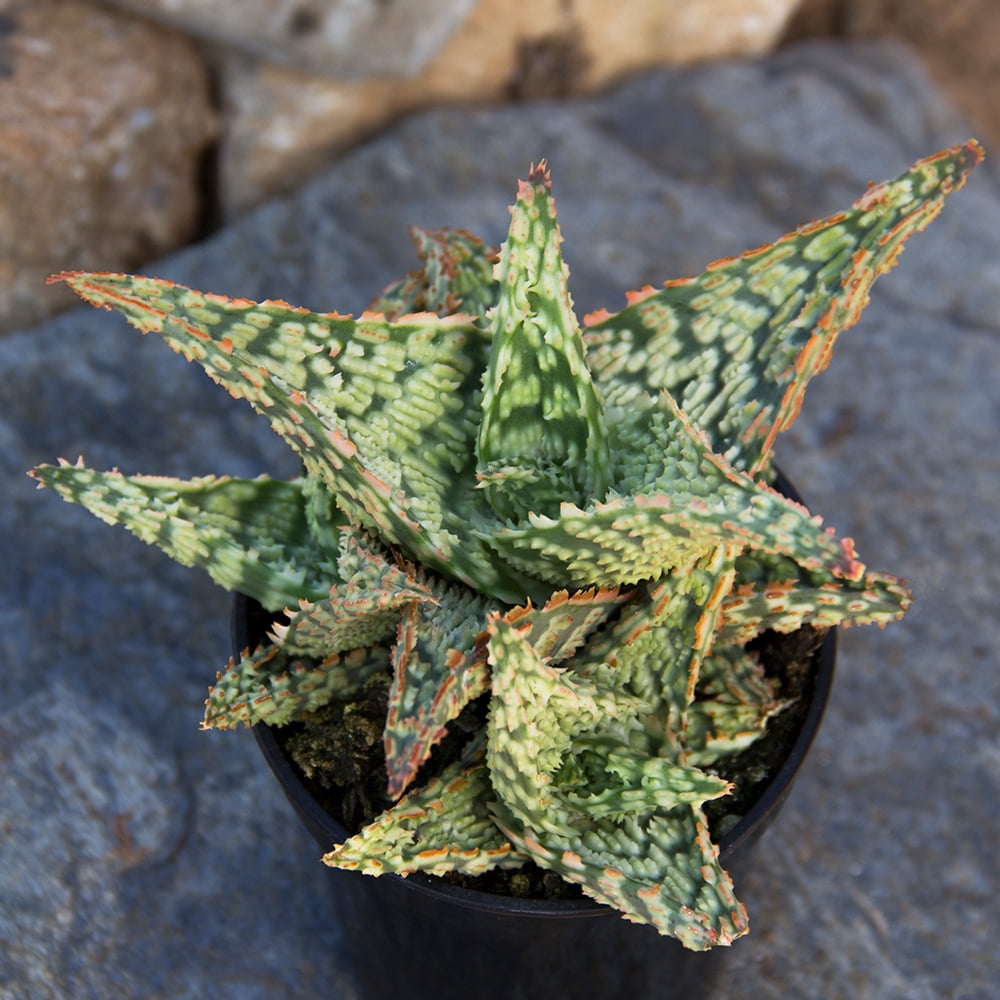Altman Plants Colorful Star Aloe | Unique Houseplant Gift | 3.5 in Pot | Easy Plant Care | Full Sun