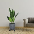 thumbnail image 3 of OULII 1 Ensemble Support de Fleurs en Pot Noir pour Jardiniers Protection de Sol, 3 of 8